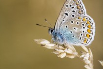 20120820-Argus bleu-0021.jpg